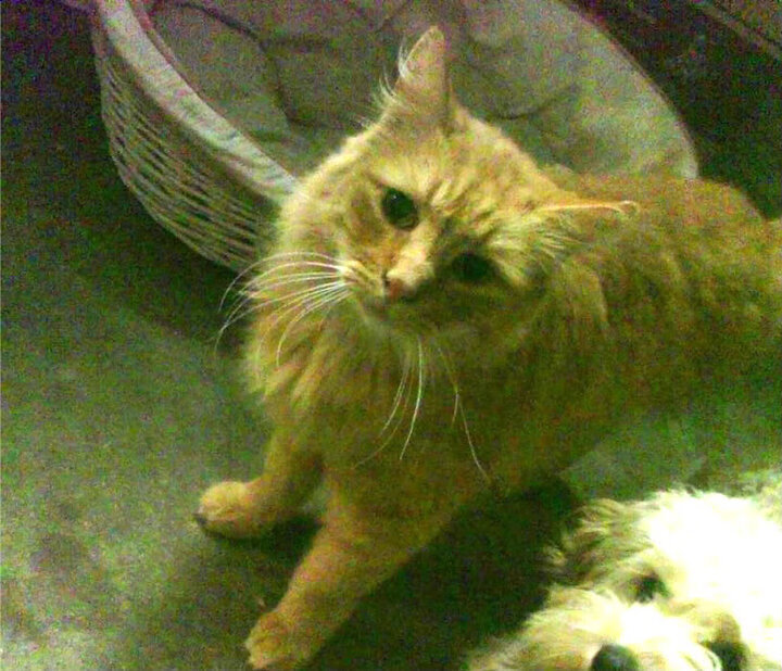 南美奇迹，巴拉圭无名小卒斩落欧洲巨人，巴雷拉一球成名改写足球版图